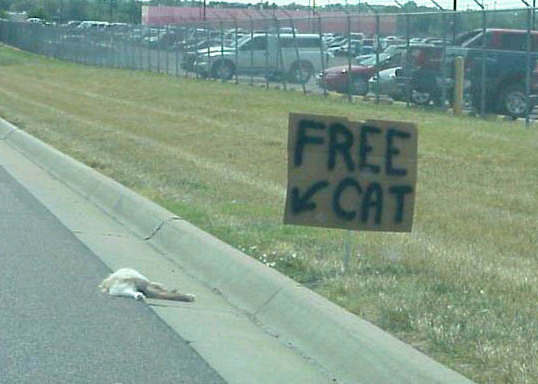 free-cat.jpg