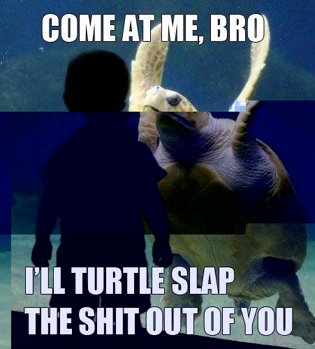 funny-angry-turtle-come-at-me-bro.jpg